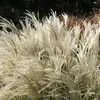 6 x Chinaschilf  - Miscanthus sinensis 'Kleine Fontaene'  | Produktbild-Vorschau 1