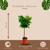Trendyplants - Ficus Lyrata na stonku - Tabák - pokojová Náhled obrázku produktu 4
