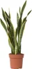 Langue de belle-mère - Sansevieria trifasciata Laurentii - Voir les images du produit 1