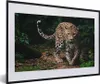 MuchoWow® Gerahmtes Poster Wildtiere - Leopard - Dschungel Produktbild-Vorschau 1