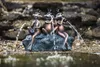 Heissner Teichfigur mit Speierfunktion Frosch-Kapelle 39 x Produktbild-Vorschau 2