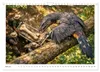 Verrückt nach Fossilien (Wandkalender 2027 DIN A4 quer), Produktbild-Vorschau 9