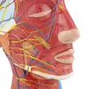 Medizinisches Kopfmodell, Anatomisches Kopfmodell, Produktbild-Vorschau 6