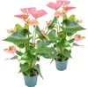 Bloomique - 2er Set - Anthurium Andreanum - Rosa - Produktbild-Vorschau 1