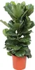 Trendyplants - Arbusto di Ficus Lyrata - Pianta di tabacco Anteprima dell’immagine prodotto 1