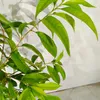 Prunus persica 'Saturne', pêcher, variété à fruits plats, Voir les images du produit 4