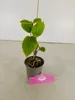 A small potted plant with green leaves and a wooden stake, placed on a light gray surface with a pink tag in front. Náhľad obrázku produktu