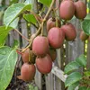 x1 Actinidia arguta 'Ken's Red' P15 H60 Produktbild-Vorschau 2