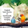 Three birds are perched on a branch with tropical leaves in the background. A white box with text is in the foreground. Anteprima dell’immagine prodotto