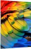 Bilder auf glas - Einteilig - Feder Papagei Vogel - 50x70cm Produktbild-Vorschau 1