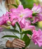 BALDUR Garten Duft-Lilien 'Lotus Mix', 4 Zwiebeln, große, Produktbild-Vorschau 4