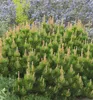 Bergkiefer ´MUGHUS´ 15-20 cm, Cont. 2,5 l Produktbild-Vorschau 5