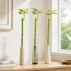 3er-Set Glücksbambus gerade- Höhe ca. 50 cm, Topf-Ø 5 cm - Produktbild-Vorschau 2