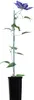A potted clematis plant with a purple flower and green leaves, supported by a stake. Anteprima dell’immagine prodotto