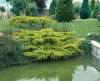 Juniperus media 'Pfitzeriana Aurea', Gold-Wacholder, 40–50 Produktbild-Vorschau 2