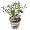 3 x Summer Lilac Assortment: Zestaw 3 krzewów Podgląd zdjęcia produktu 12