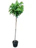 Liquidambar styraciflua Gumball, Amberbaum, Höhe:170-180 Produktbild-Vorschau 1