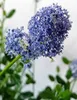 Ceanothus Impressus Säckelblume " Victoria " Hochstamm Produktbild-Vorschau 3