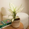 1x Aglaonema White Joy P12 H25 Produktbild-Vorschau 2