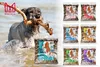A dog playing in water with multiple bags of dog treats displayed. Produktbild-Vorschau