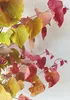 Cercis canadensis 'Eternal Flame' – 170–180 cm – Produktbild-Vorschau 2
