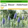 SAFLAX - Blauer - Adderhead - 100 Nasiona - Z podłożem Podgląd zdjęcia produktu 9