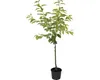 Třešeň žlutá chrupkaFloraSelfPrunus avium 'Dönissenova' Náhled obrázku produktu 2