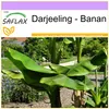 SAFLAX - Darjeeling - Banan - 5 Nasiona - Musa sikkimensis Podgląd zdjęcia produktu 6