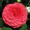 Camellia japonica 'Black Lace' - Japanische Rose - Strauch Produktbild-Vorschau 3