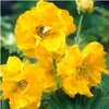 Stauden Gänge 3 x Geum chiloense 'Lady Stratheden / Produktbild-Vorschau 1