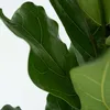 Figowiec dębolistny - Ficus Lyrata - Wysokość 70-90cm - Podgląd zdjęcia produktu 3