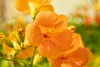 Campsis radicans 'Grandiflora', Trompetenblume, orange, Produktbild-Vorschau 4
