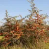 Olivello Spinoso Orange Friesdorfer 2L Anteprima dell’immagine prodotto 2