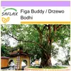 SAFLAX - Figa Buddy / Drzewo Bodhi - 100 Nasiona - Ficus Podgląd zdjęcia produktu 10