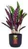 La colección "Bodega", 22 cm, color violeta oscuro Vista previa de la imagen del producto 2