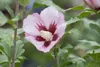 Hibiscus syriacus 'Hamabo', Roseneibisch, rosa Blüten, ca. Produktbild-Vorschau 2