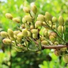 Pistache (Pistacia vera) - 5 zaden Productafbeelding-voorbeeld 1