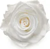 Stabilisierte Rose - Prinzessinnenweiß - XL - 3 Stk Produktbild-Vorschau 2