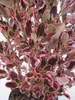 Spiegelbusch Eclipse Pink - Coprosma repens Eclipse Pink - Produktbild-Vorschau 3