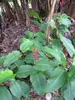 Kanna indická (Canna indica)  – 10 semen Náhled obrázku produktu 3