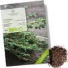 Thymian Samen - Heilkräuter Saatgut aus biologischem Anbau Produktbild-Vorschau 1