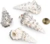 Cerithium nodulosum Muscheln und Schnecken zum Basteln und Produktbild-Vorschau 4