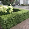 Plants by Frank | 72 Stechpalme Pflanzen | Ilex Crenata Produktbild-Vorschau 2