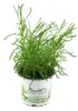 Enseleits Olivenkraut - Olivenstrauch - Santolina viridis Produktbild-Vorschau 1