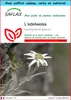 SAFLAX Ensemble-cadeau - L’edelweiss - 500 graines - Voir les images du produit 1