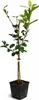 Citrus limon Verna 120–140 cm – citroník pravý – Náhled obrázku produktu 4