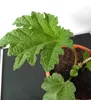 Grande plante *Gunnera manicata*, également appelée Voir les images du produit 2