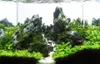 Pierres décoratives pour aquarium SCENERY STONE, pierre Voir les images du produit 5