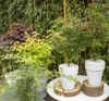 4er-Mix Acer Palmatum, Japanischer Ahorn, 20-30 cm, Topf Produktbild-Vorschau 4