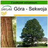 SAFLAX - Góra - Sekwoja - 50 Nasiona - Z podłożem uprawowym Podgląd zdjęcia produktu 10